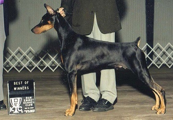 Krimson Doberman Accomplishment