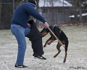 Krimson Dobermans in training