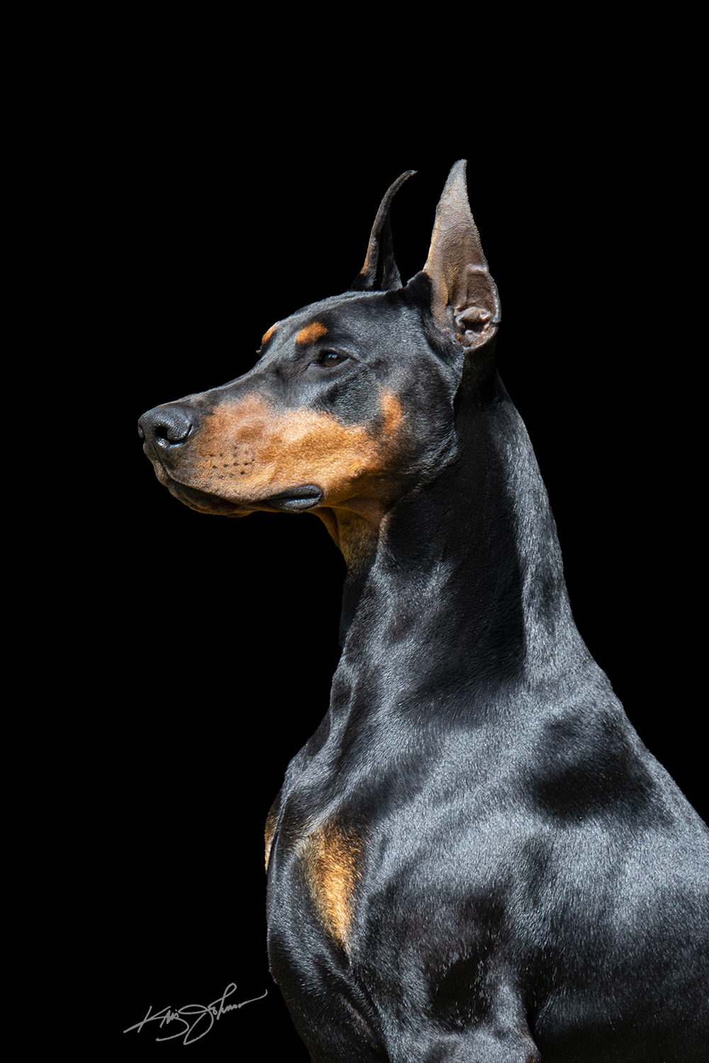Krimson Dobermans Krimson Dobermans Breeder in Louisville, KY